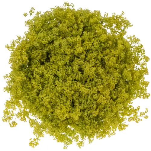 Alchemilla grün 55cm (Baars)