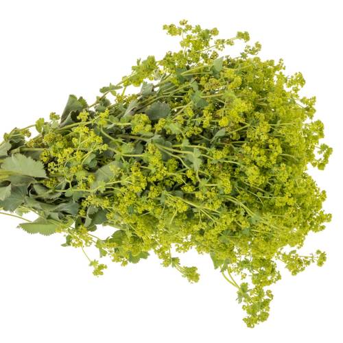 Alchemilla grün. 60cm