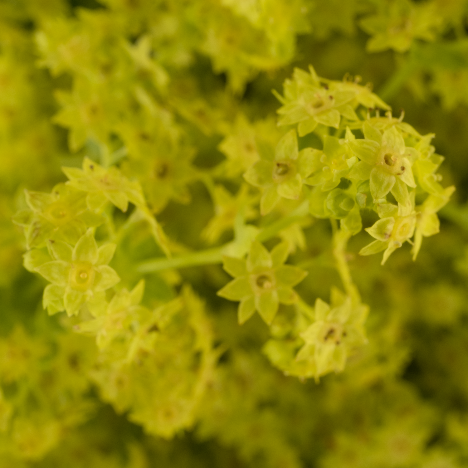Alchemilla grün 55cm (Baars)