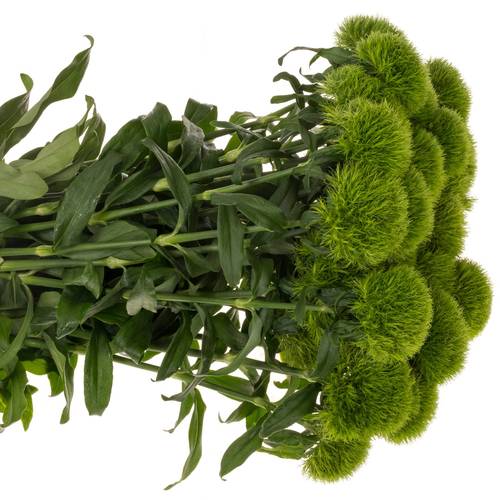 Bartnelke grün Kiwi Cool 45cm