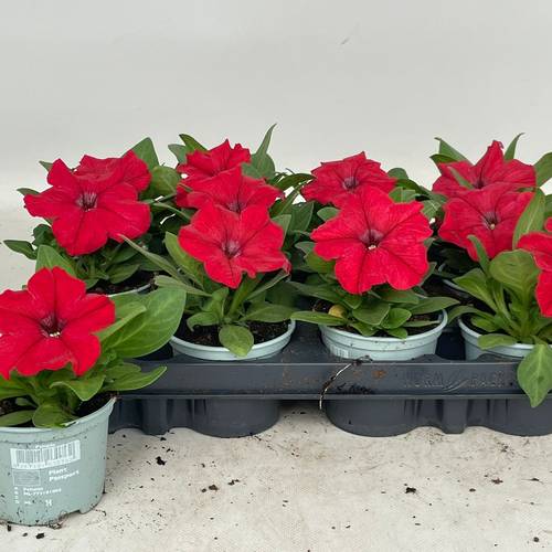 Petunia rot T09 H020