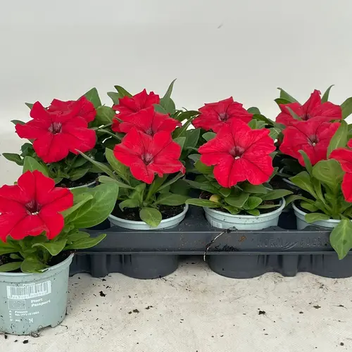 Petunia rot T09 H020