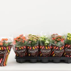 Kalanchoe Gef. mix Catchy T10,5 H023