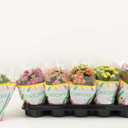 Kalanchoe Gef. mix Catchy T10,5 H023