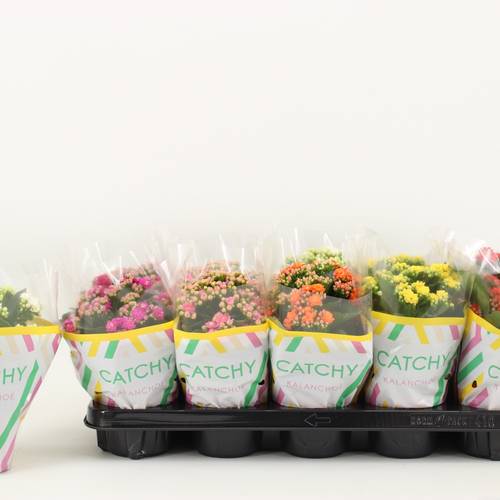 Kalanchoe Gef. mix Catchy T10,5 H023