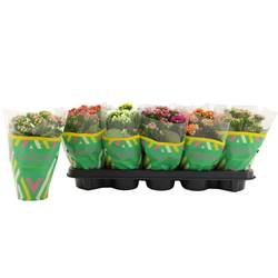 Kalanchoe Gef. mix Catchy T10,5 H023