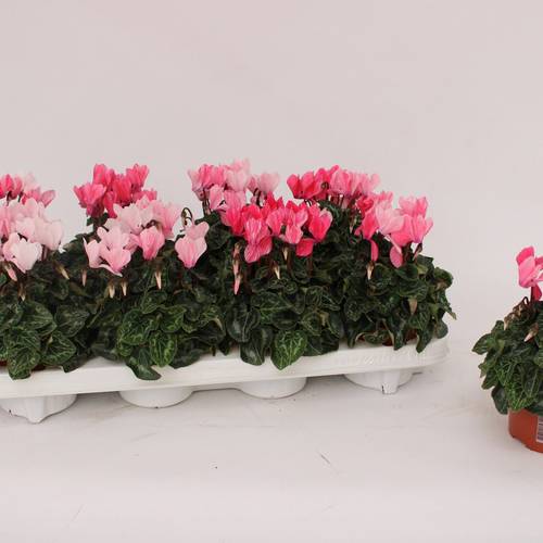 Cycl.rosa Salmon T10,5 H020