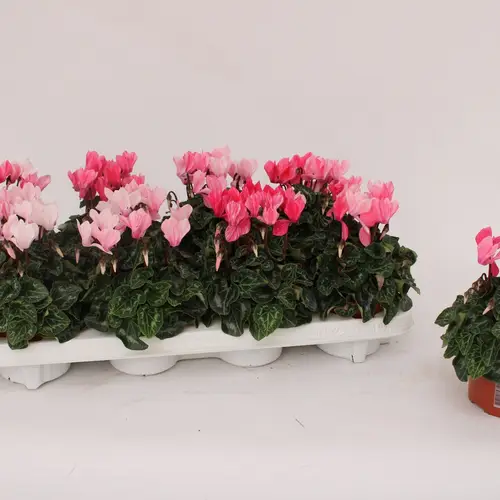 Cycl.rosa Salmon T10,5 H020