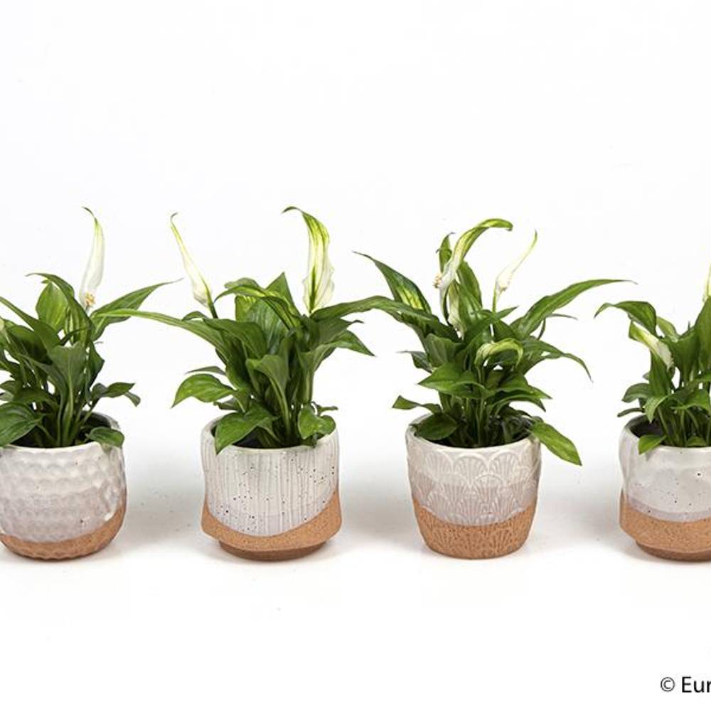 Spathiphyllum im Keramik e2040 T06 H025