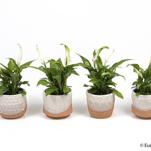 Spathiphyllum im Keramik e2040 T06 H025