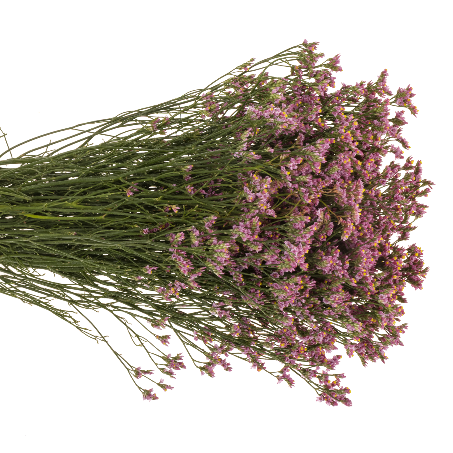 Limonium rosa Naomi 26 Gramm 70cm