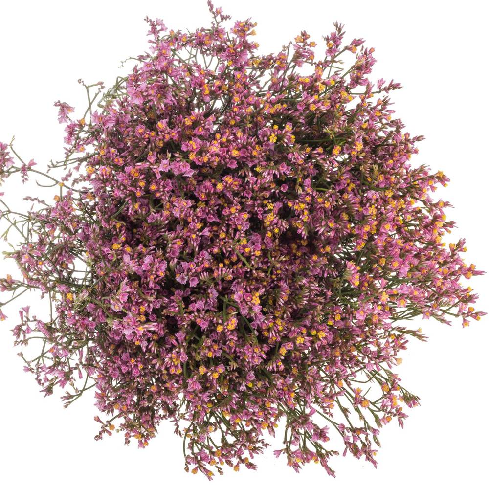 Limonium rosa Naomi 28 Gramm 70cm