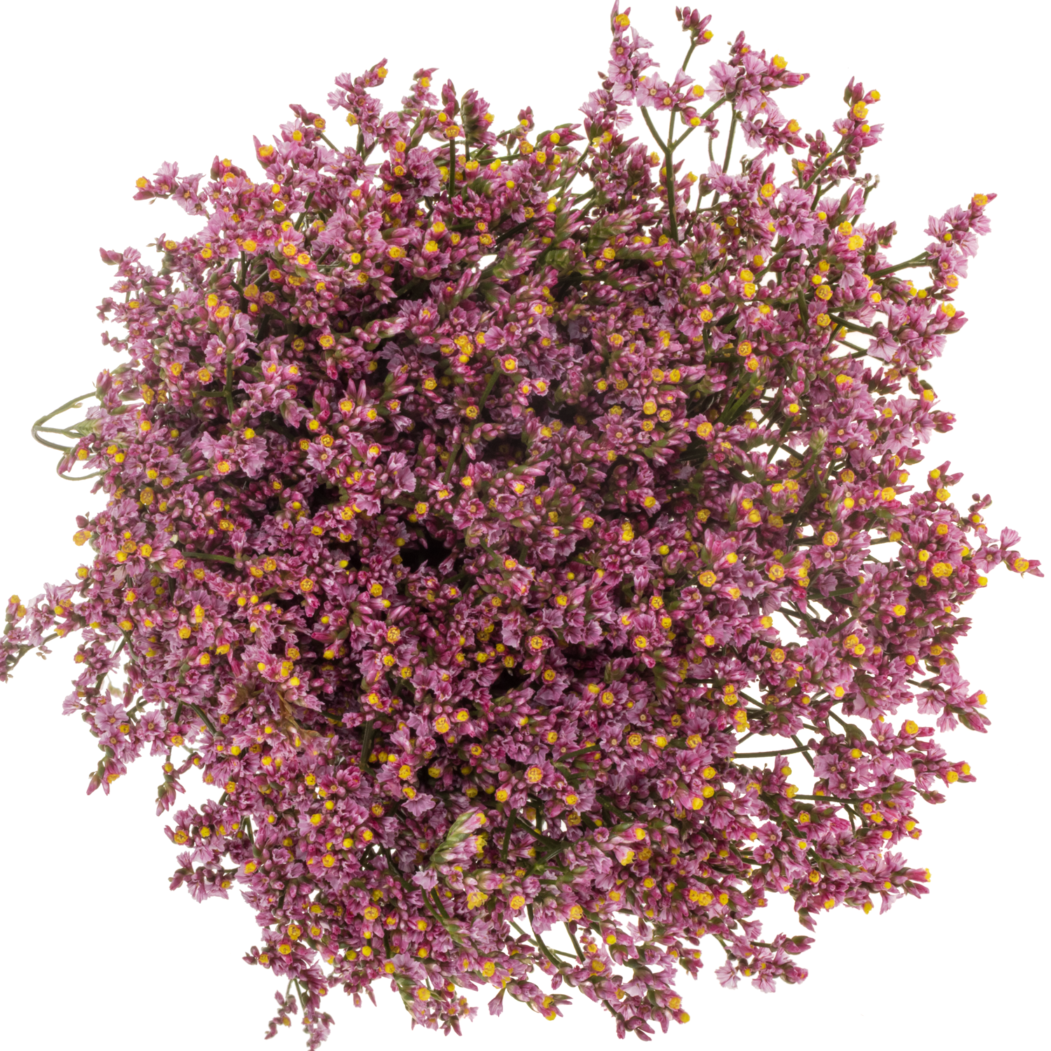 Limonium rosa Naomi 26 Gramm 70cm