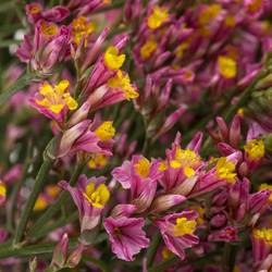 Limonium rosa Naomi 28 Gramm 70cm