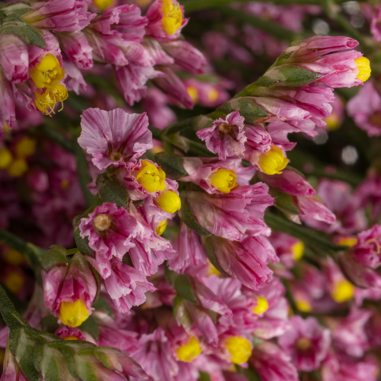 Limonium rosa Naomi 26 Gramm 70cm