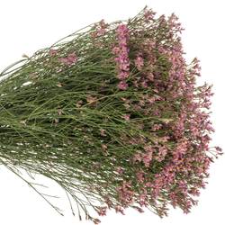 Limonium rosa Naomi 28 Gramm 70cm