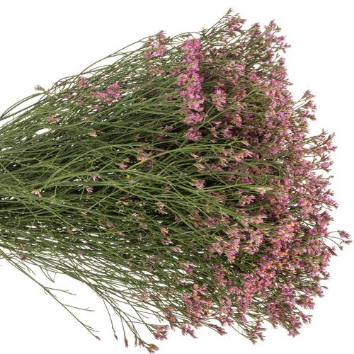 Limonium rosa Naomi 28 Gramm 70cm