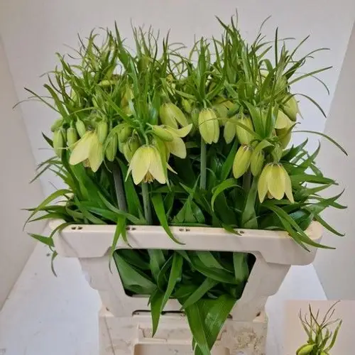 Fritilaria hell gelb Imperialis 55cm