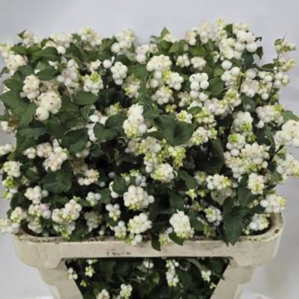Schneebeere weiss Mag milky way 80cm