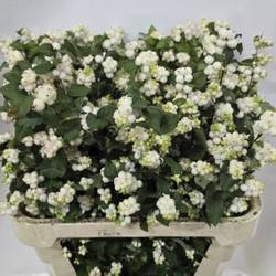 Schneebeere weiss Mag milky way 80cm