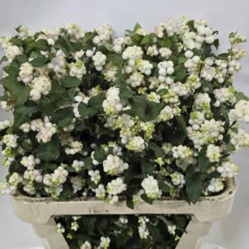 Schneebeere weiss Mag milky way 80cm