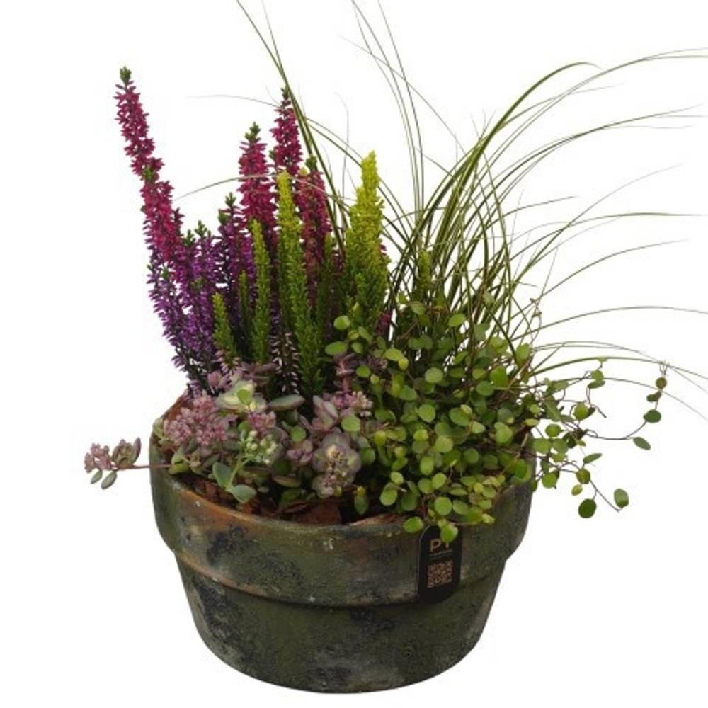 Garten.Arr PTHO7711 Herbst T20 H036