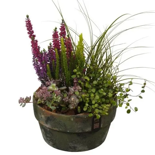 Garten.Arr PTHO7711 Herbst T20 H036