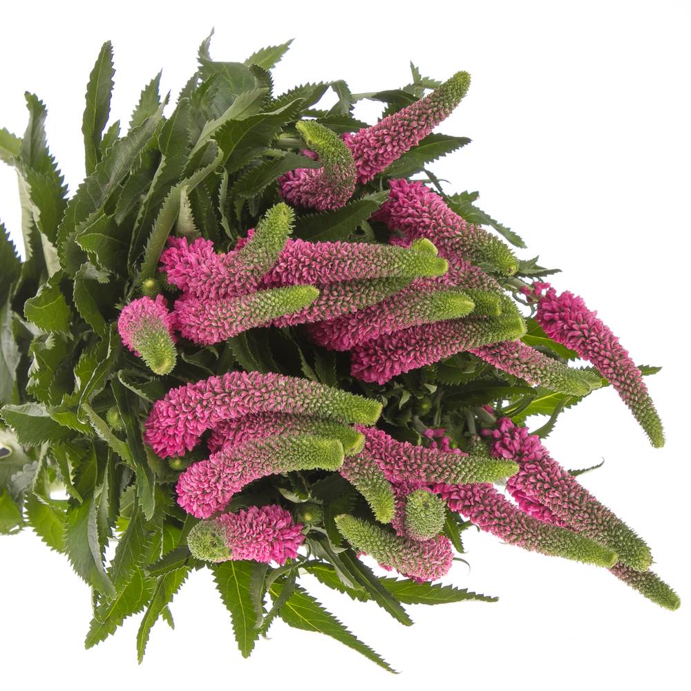 Veronica rosa Smart Iselle 50cm