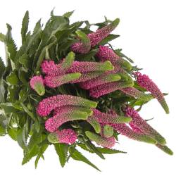 Veronica rosa Smart Iselle 50cm