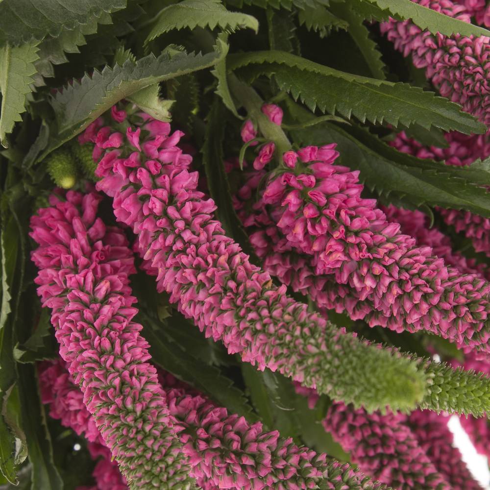 Veronica rosa Smart Iselle 50cm