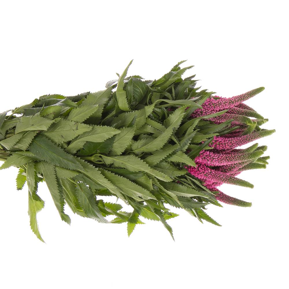 Veronica rosa Smart Iselle 50cm