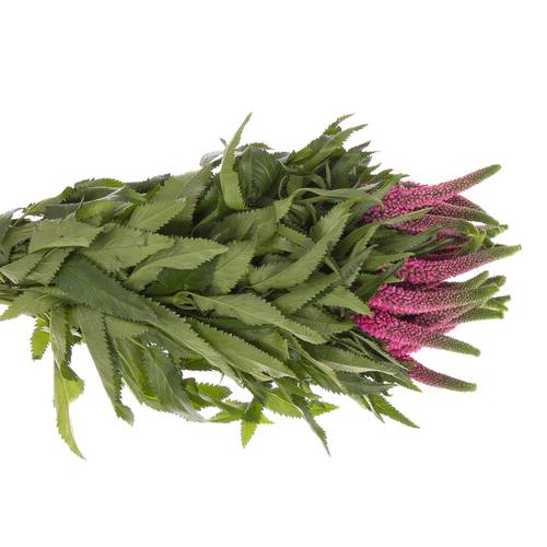 Veronica rosa Smart Iselle 50cm