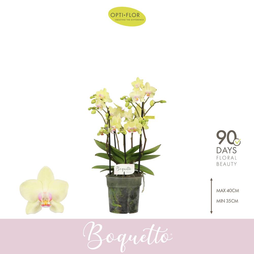 Phal.3-R hell gelb Boquetto Sensation T12 H035