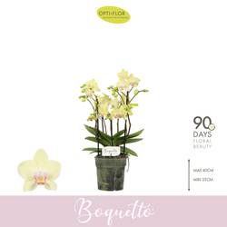 Phal.3-R hell gelb Boquetto Sensation T12 H035