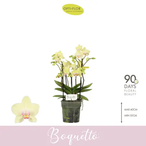 Phal.3-R hell gelb Boquetto Sensation T12 H035