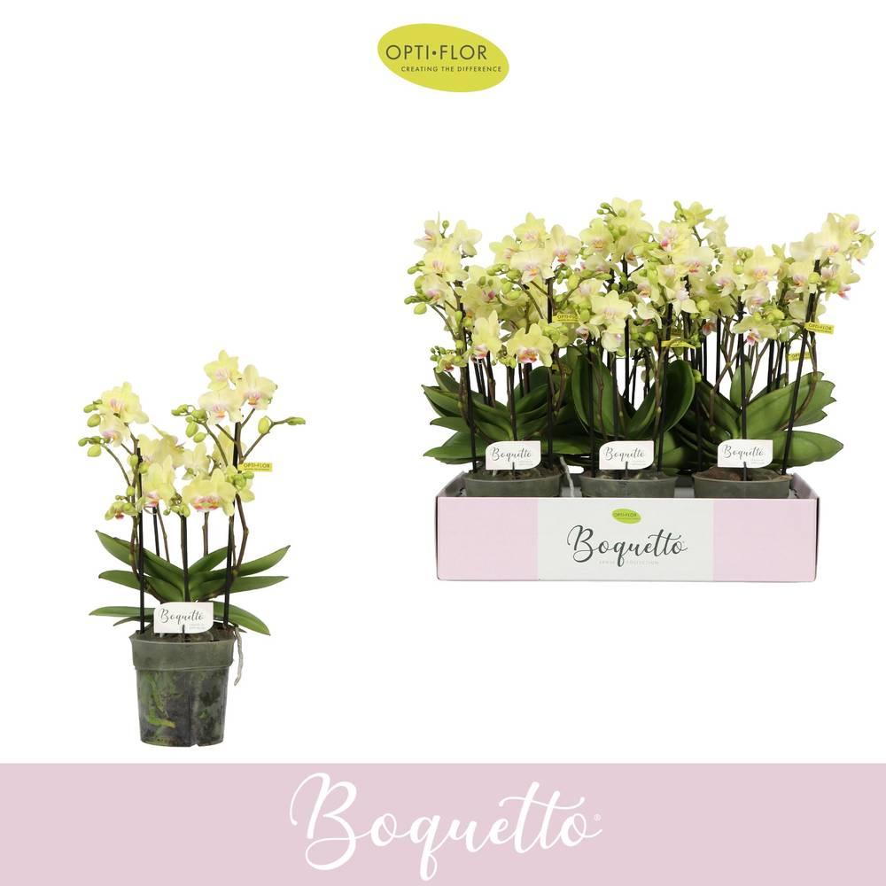 Phal.3-R hell gelb Boquetto Sensation T12 H035
