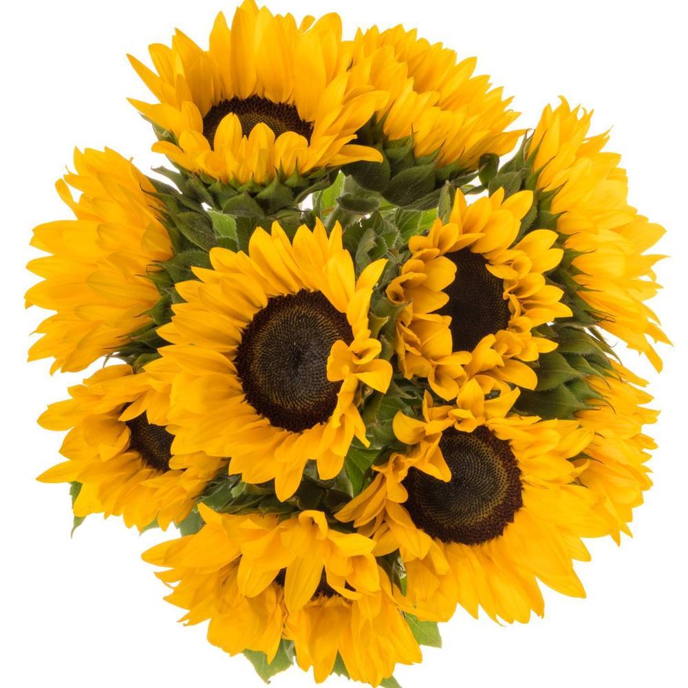 Sonnenblume gelb Fire 70cm