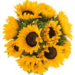 Sonnenblume gelb Fire 70cm