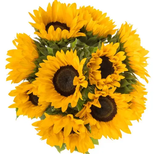 Sonnenblume gelb Fire 70cm