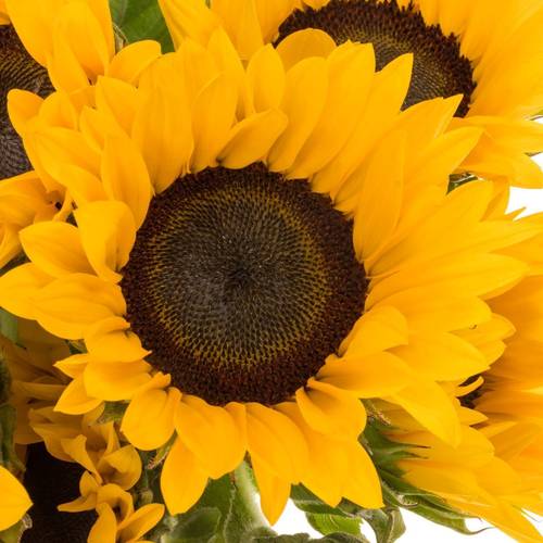 Sonnenblume gelb Fire 70cm