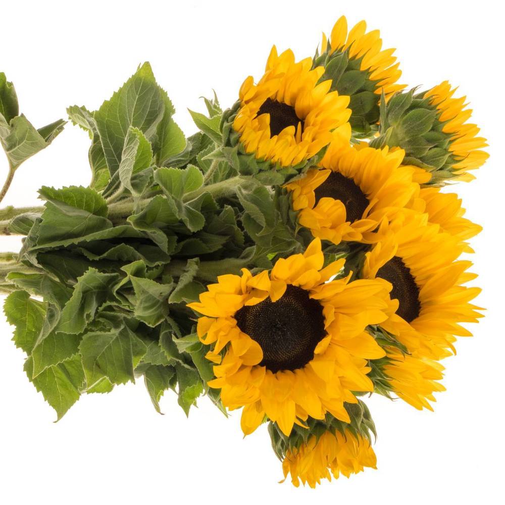 Sonnenblume gelb Fire 70cm