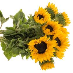 Sonnenblume gelb Fire 70cm