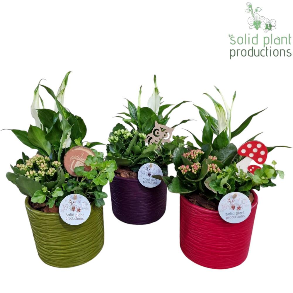 Spath.Arr Amy Herbst mix SP001A T14 H033