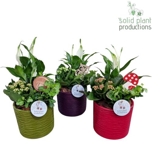 Spath.Arr Amy Herbst mix SP001A T14 H033