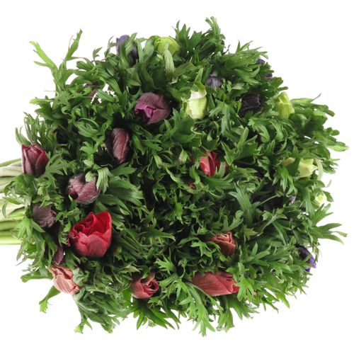Anemone mix Import 45cm x 50