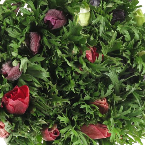 Anemone mix Import 45cm x 50