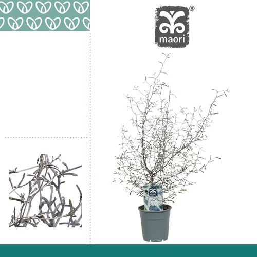 Corokia Maori Silber T12 H40