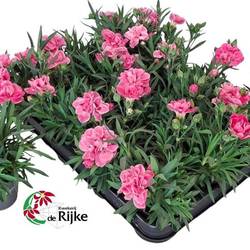 Dianthus rosa T07 H024