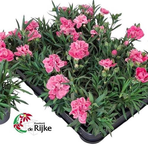 Dianthus rosa T07 H024