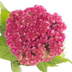 Hahnenkamm rosa Turbo Kamm 18cm 85cm